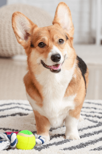 a corgi dog standing on a rug with toys next to it